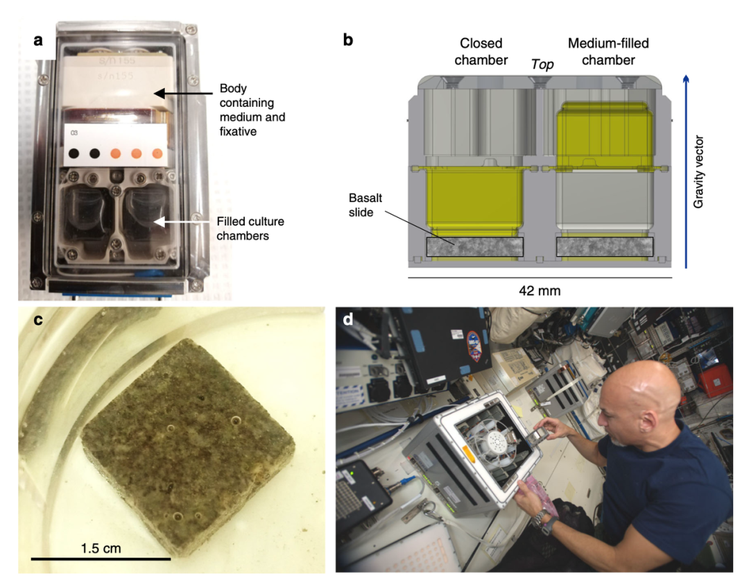 首次太空实验证实，微生物或是未来“太空移民”主力军