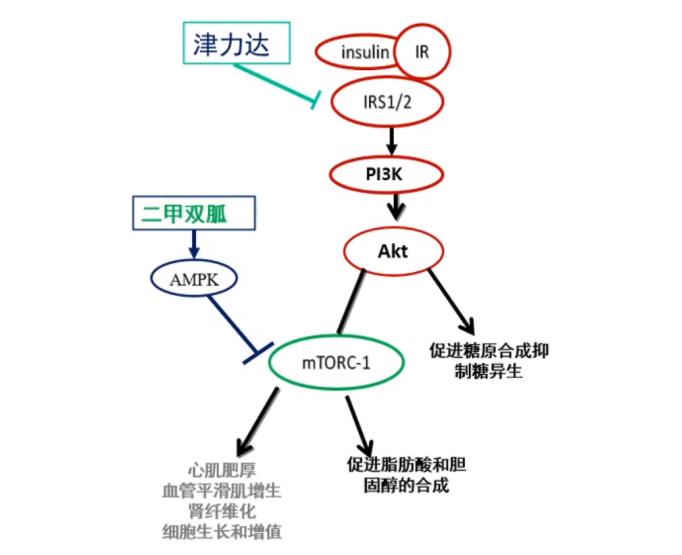 专家权威解读：二甲双胍二联口服降糖药物的合理选择