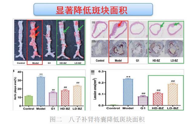 气络学说指导八子补肾胶囊抗衰老研究进展