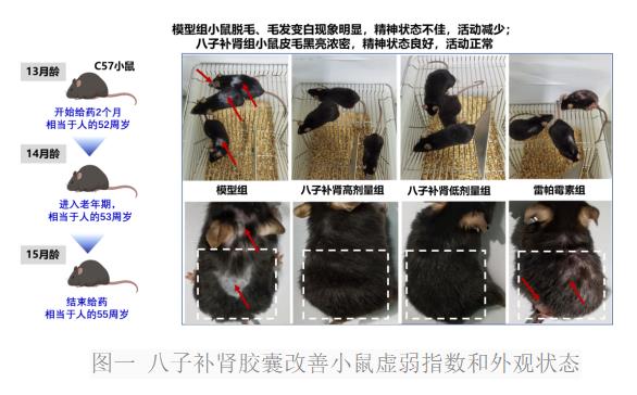 气络学说指导八子补肾胶囊抗衰老研究进展