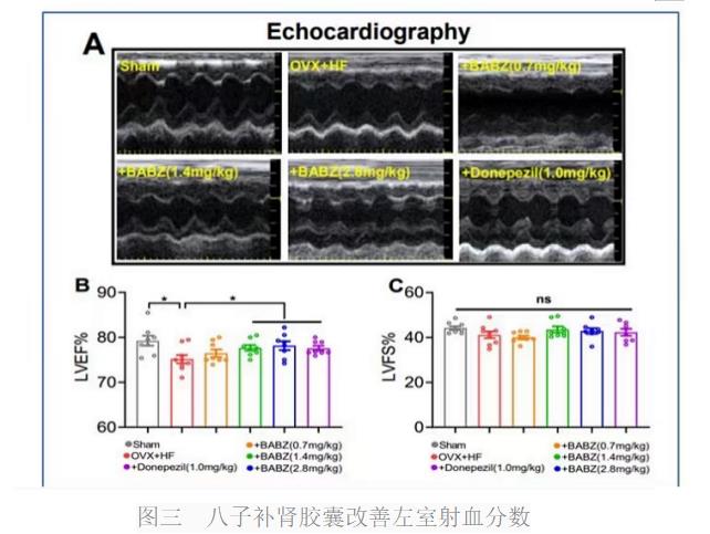 气络学说指导八子补肾胶囊抗衰老研究进展