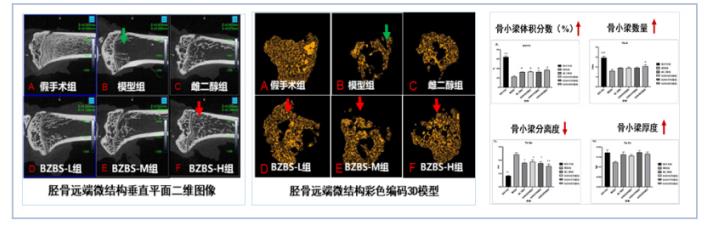 抗衰，如何让人体“长寿基因”充满活力