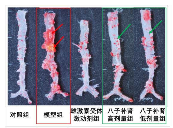 以岭药业八子补肾胶囊抗衰老研究取得重大进展