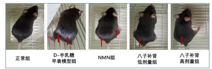 以岭药业八子补肾胶囊抗衰老研究取得重大进展