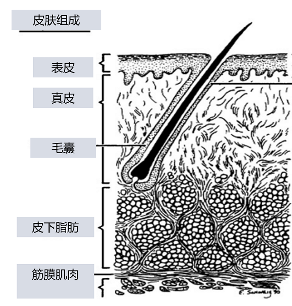 毛囊炎毛孔堵塞祛痘的药物有哪些？可以这样选